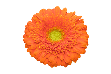 Gerbera - Orange County TN.png